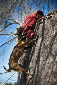 Hunde Biss abwehren Verteidigung